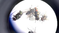 FLY-OJD project thumbnail