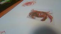 Crab project thumbnail