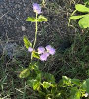 Leaf disease and Weed detection project thumbnail