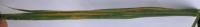 wheat stripe rust project thumbnail