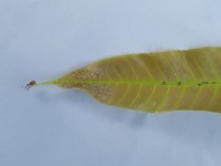 mango leaf project thumbnail