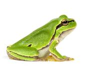 Find people and frogs project thumbnail
