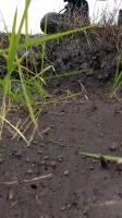 Penjaga Sawah 2 project thumbnail