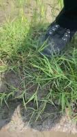Penjaga Sawah 3 project thumbnail