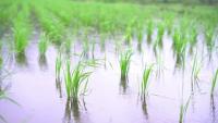 Penjaga Sawah project thumbnail