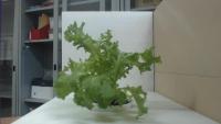 HARVEST project thumbnail