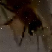 Bees project thumbnail
