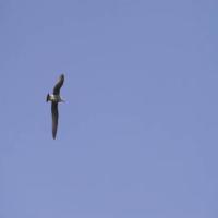 BirdAI project thumbnail