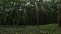  treetrunk project thumbnail