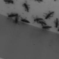 locusts_2kp project thumbnail