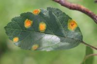 Apple Leaf Disease project thumbnail