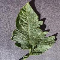 Plant diseases label project thumbnail