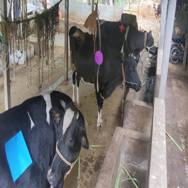 CATTLE Object Detection Dataset by Pro