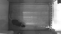 Rodent data project thumbnail