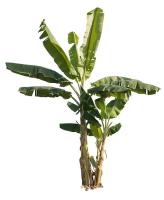 banana tree dataset project thumbnail