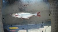 fish project thumbnail