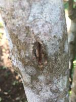 Stem disease classifier project thumbnail