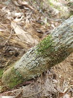 Diseases on Cinnamon  Plant  project thumbnail