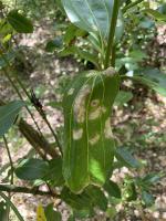 Leaf disease classifier project thumbnail