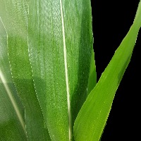 Kandahar-Maize-Dataset project thumbnail