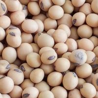 Soybean damaged seeds Detection project thumbnail