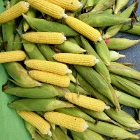 jagung apel project thumbnail