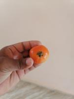 Tomato ripenesss project thumbnail