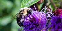 Animal Roles in Biodiversity project thumbnail