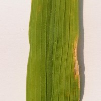 rice wheat leaf disease detect project thumbnail