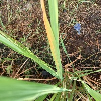 Paddy Disease Detection project thumbnail