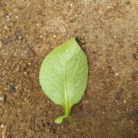 Potato Leaf Disease Dataset project thumbnail