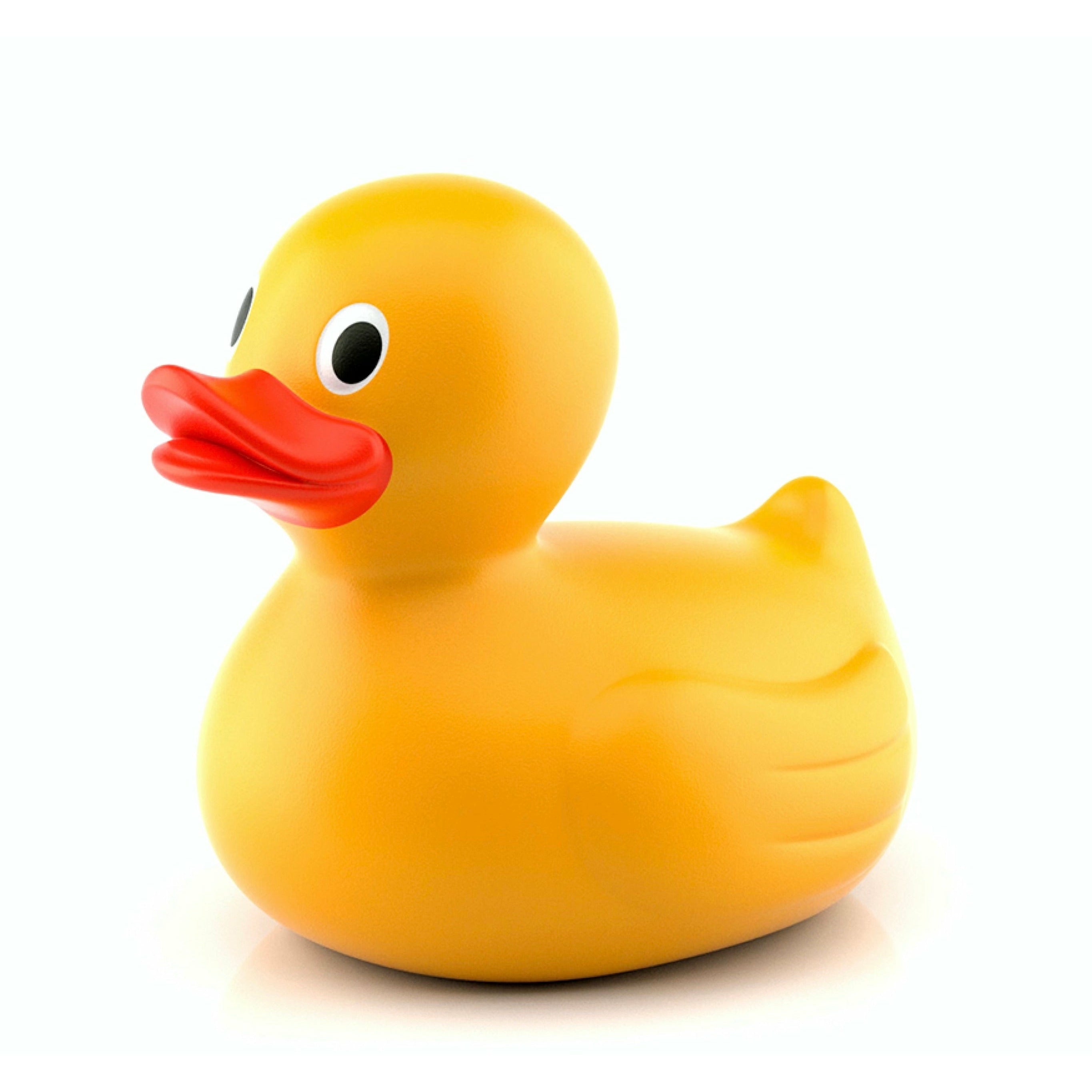 A duck