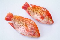 Red tilapia project thumbnail