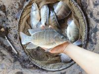 Tilapia  project thumbnail