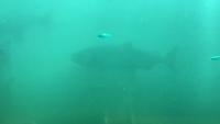 Fish Counting Pi Hailo Demo project thumbnail