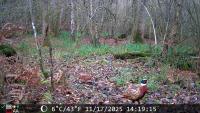 Wool Woods project thumbnail