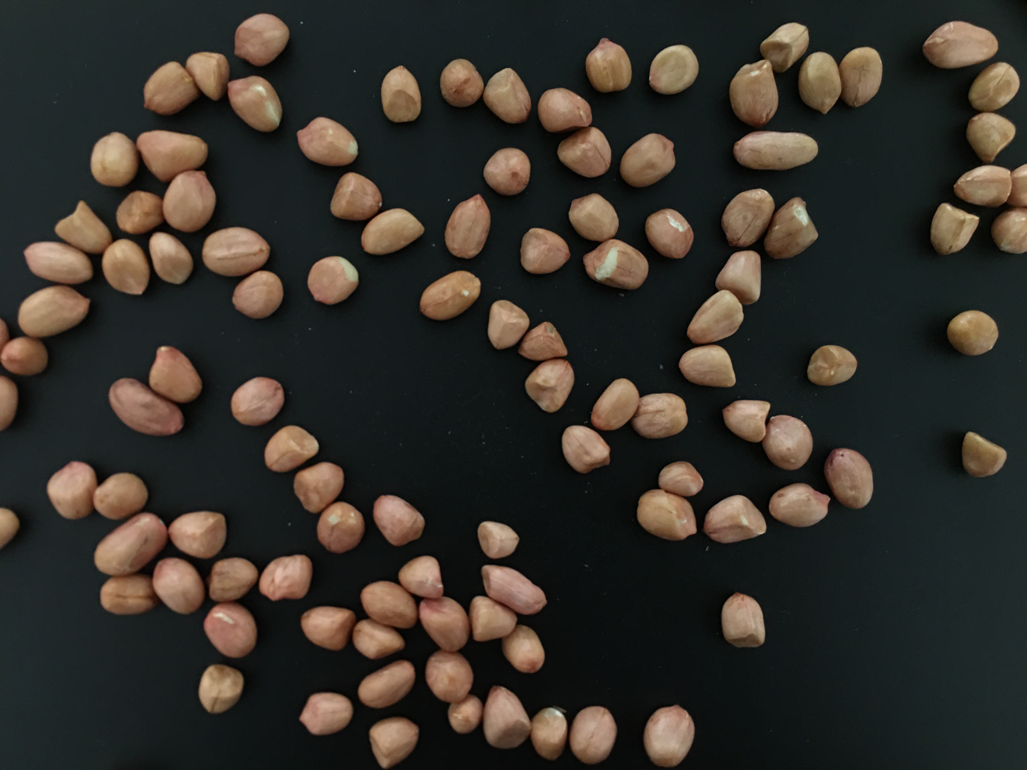 Peanut Labelling Object Detection Dataset (v1, 2023-12-22 3:40pm) by ...
