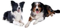 castas_de_perros project thumbnail