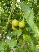 tomato_dataset project thumbnail