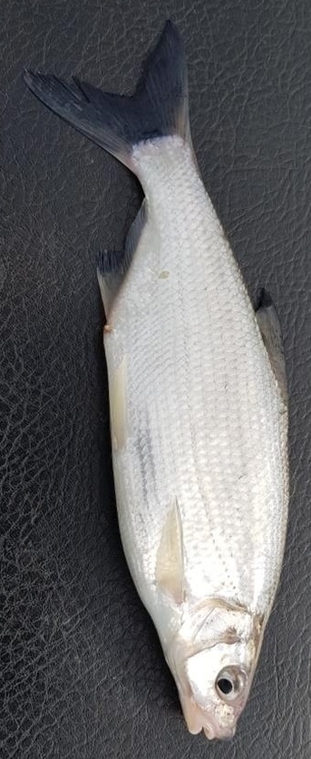 Rhodeus Fish fish Object Detection Dataset by fish