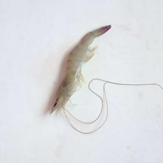 shirmp2 Instance Segmentation Dataset by Shrimp