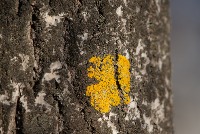Mushroom classification project thumbnail