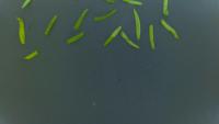 spinach 3 project thumbnail