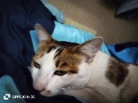 cats project thumbnail