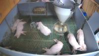 Agonistic Behavior project thumbnail