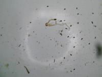 rice-pest-detection project thumbnail