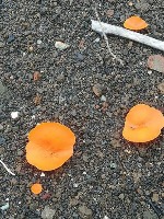 Fungus v2 project thumbnail