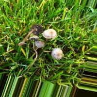 fungus fungus project thumbnail