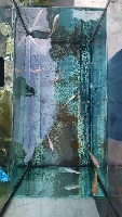 fish detection project thumbnail
