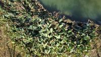 湿地植物面积的计算 project thumbnail